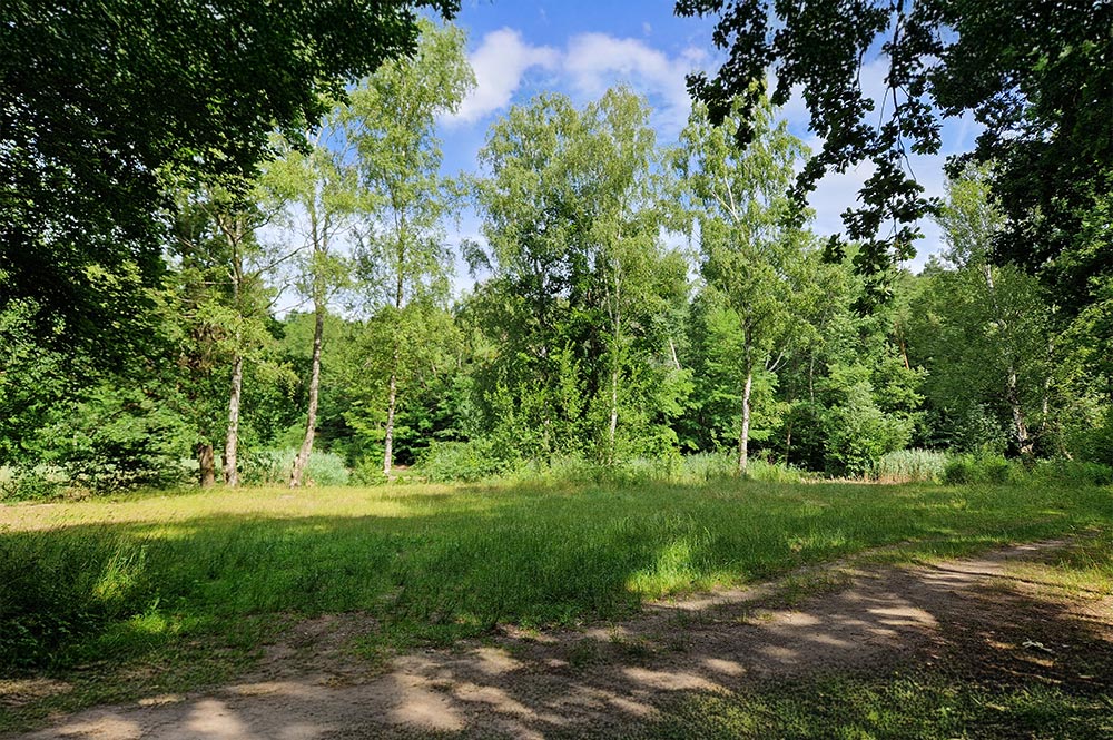 KITA und Vorschule - Kreislaufwirtschaft und Nachhaltigkeit – Draußen im Wald! | Schmuckbild